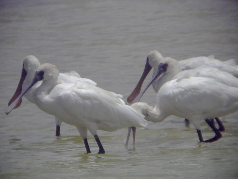 File:Platalea minor.jpg