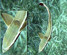 Remora et détail de la ventouse.