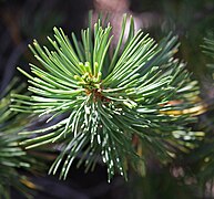 Foliage, Hoover Wilderness, California