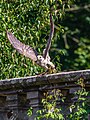 * Nomination Falco cherrug at the Bavarian Hunting Falconry Center in Tambach Castle Wildlife Park during the birds of prey flight demonstration --Ermell 04:12, 14 October 2024 (UTC) * Promotion  Support Good quality.--Tournasol7 05:35, 14 October 2024 (UTC)