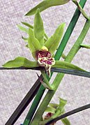 Cymbidium faberi