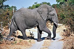 Elefante attraversa la strada nella riserva faunistica Moremi