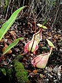 Nepenthes rafflesiana var. nivea