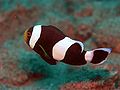 Amphiprion polymnus