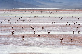 Chim hồng hạc Andean ở Laguna Colorada, phía nam Salar