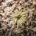 Gelbe Seeanemone