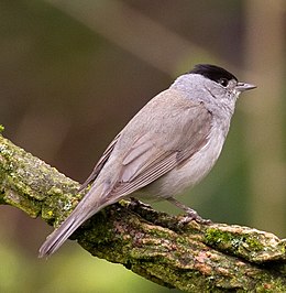 Barátposzáta (Sylvia atricapilla)