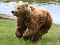 6. Európai barna medve (Ursus arctos arctos) fiatal példánya. A faj veszélyeztetett. (Dánia, Skandinavisk Dyrepark) (javítás)/(csere)