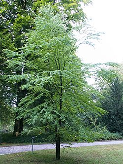 Cercidiphyllum japonicum