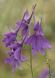 mezei szarkaláb (Consolida regalis)