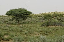 Die Landschaft ist mit kurzem Gras, kleinen Sträuchern und Sand bedeckt. Mitte links im Bild steht ein einzelner Baum. Ab der Bildmitte wachsen auch einige größere Sträucher. Nach hinten steigt das Gelände leicht an. Die kleine Erhöhung, die rechts etwas höher ist als links, bildet die Sichtgrenze.