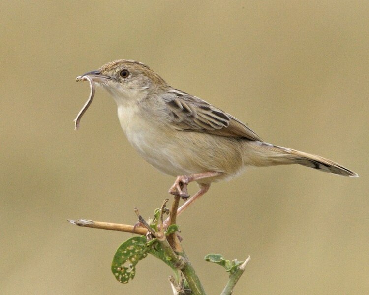 File:Desert Cisticola (Cisticola aridulus).jpg