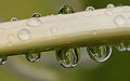 Raindrops