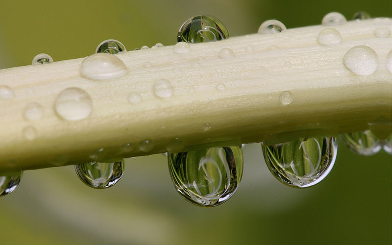 File:Flower reflections in raindrop.jpg