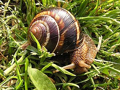 Helix lucorum, ne peut en aucun cas bénéficier de l'appellation « Escargot de Bourgogne », même cuisiné à la bourguignonne