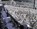 Ice-encrusted bushes next to American Falls