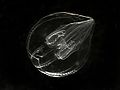 Bolinopsis ctenophore