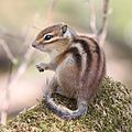 Tamias sibiricus barberi