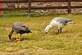 Upland Geese in Stanley, Falkland Islands