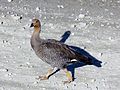 Ouette de Magellan femelle (Chloephaga picta), Magellan Goose female