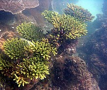 Acropora-latistella-2.jpg