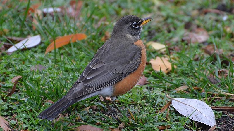 File:American Robin (8285173303).jpg