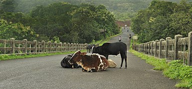 Bos taurus (Cattles) Image is also a Featured picture of bridges