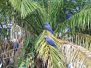 Hyacinth macaw