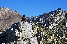 Baboon @ Steenbras River Gorge 1