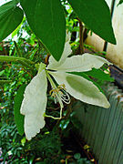 Bauhinia aculeata grandiflora