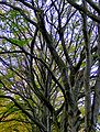 The boughs of trees in Konary, Poland.