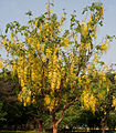 Amaltas Cassia fistula