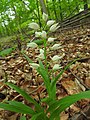 Cephalanthera longifolia Germany - Ersingen