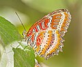 Cethosia biblis, Doi Inthanon National Park