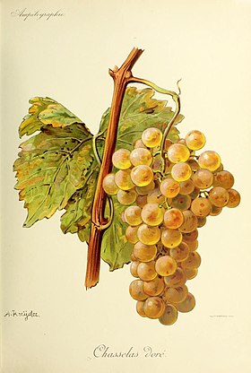 Chasselas (cépage)