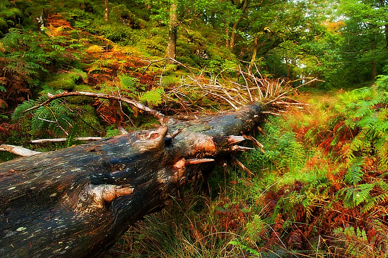 File:Falling Tree. - panoramio.jpg