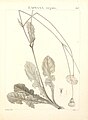 Crepis patula