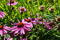 * Nomination Echinacea purpurea, flowers. --Xicotencatl 02:08, 15 August 2013 (UTC) * Promotion  Comment Good quality but a precise classification (with binomial name) is needed, please. --JLPC 16:40, 15 August 2013 (UTC)  Done (I think) Xicotencatl OK with the new caption. --JLPC 16:47, 16 August 2013 (UTC)