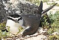 Grey-backed tern