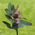 Hellebore seed pods