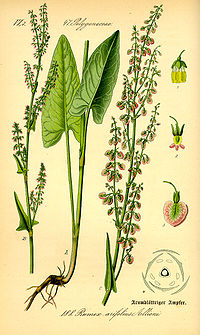 Rumex arifolius