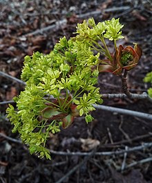 Acer platanoides – flowers