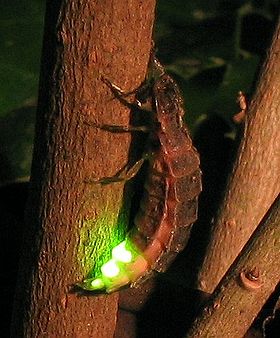 Lampyris noctiluca na Alemanha