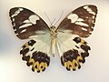 Papilio euchenor