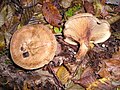 Paxillus involutus Fam. Paxillaceae