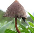 Psilocybe mexicana dibuxu