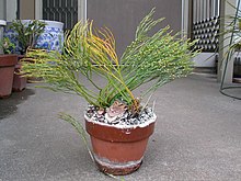 Psilotum nudum.jpg