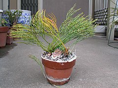 Psilotum nudum âgé de 18 ans, cultivé dans un pot à Chiba (Japon).