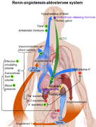 Renin-angiotensin system in man shadow.png