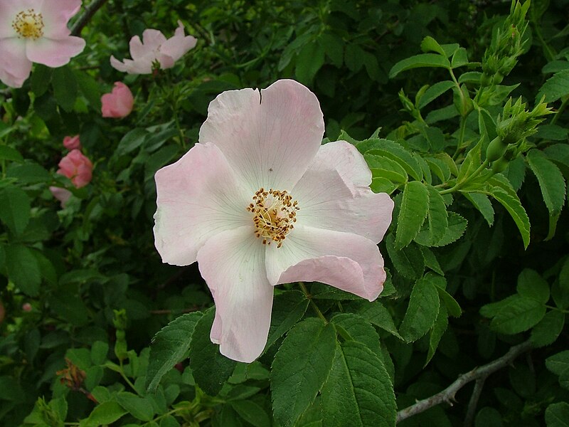 File:Rosa canina Nataf 02.jpg